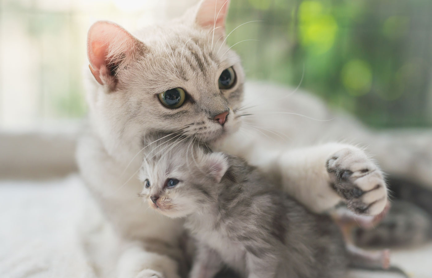 American shorthair cat hugging her kitten with love