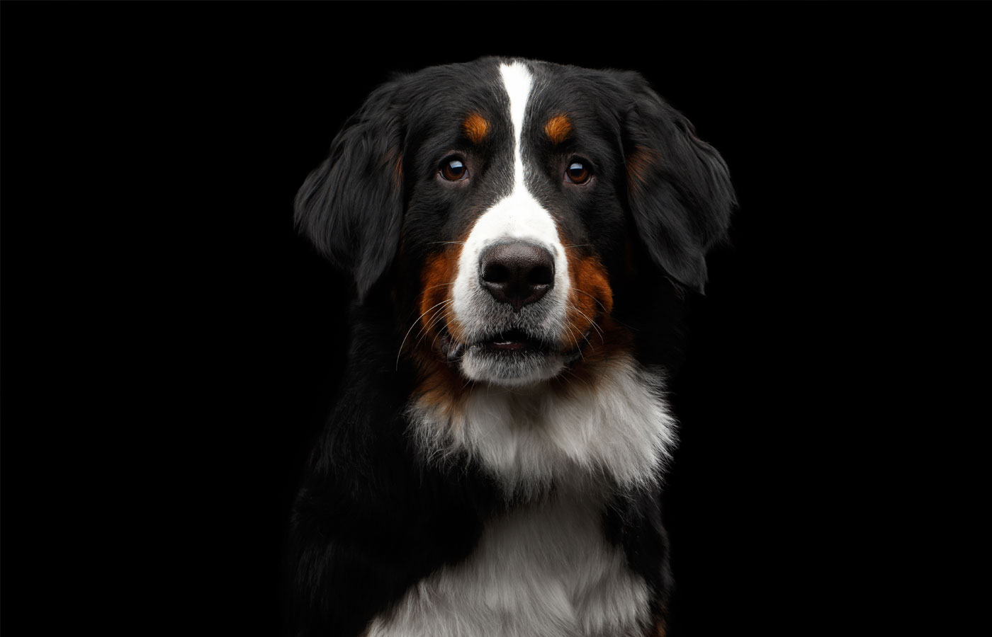 Close-up portrait of Bernese Mountain Dog Curious looking in camera on isolated black background