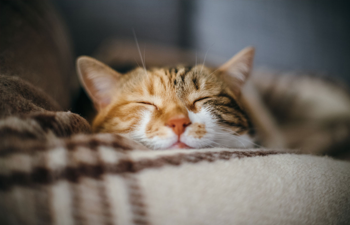 Front view of cute beautiful cat sleeping in her dreams on a classic British patterned quilt